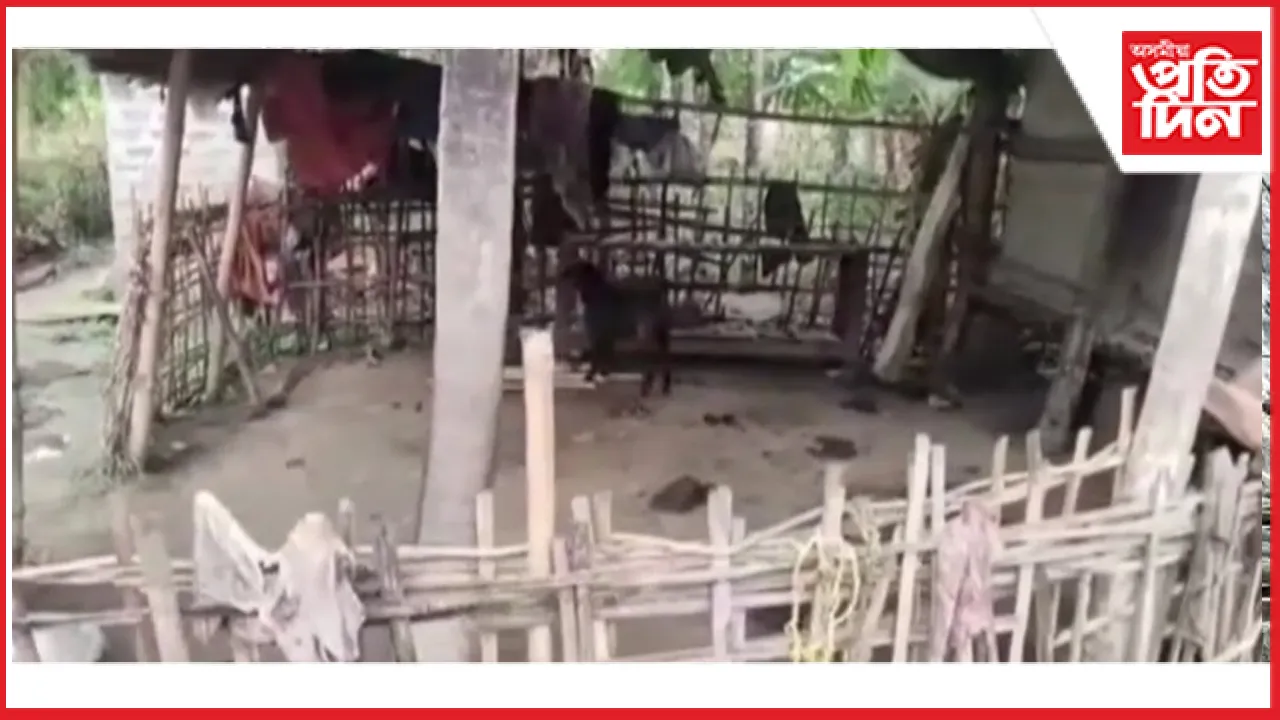 চতিয়াত একে নিশাই একেখন গাঁৱৰ তিনি ঘৰৰ গোহালি উদং কৰিলে গৰু চোৰে