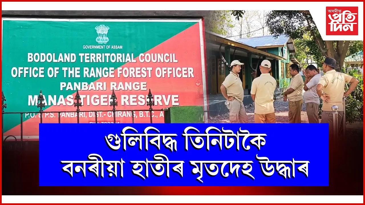 গুলিবিদ্ধ তিনিটাকৈ বনৰীয়া হাতীৰ মৃতদেহ উদ্ধাৰ