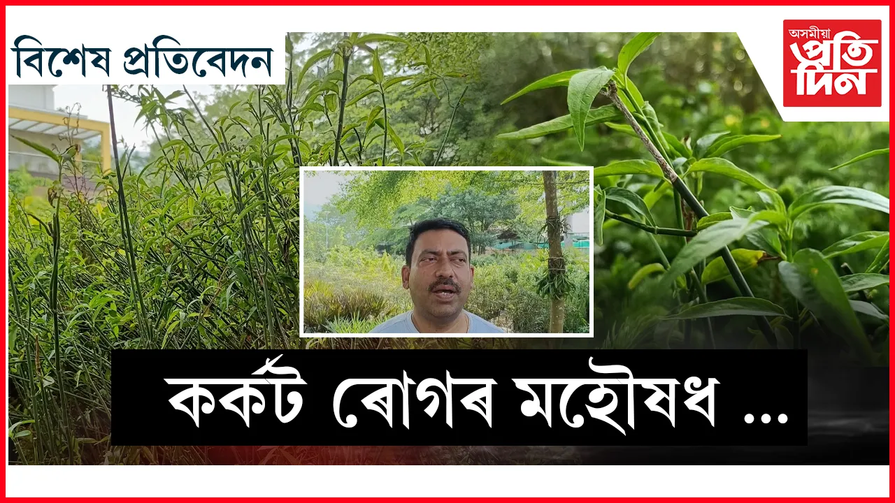 চাবাহ স্নেক গ্ৰাছ