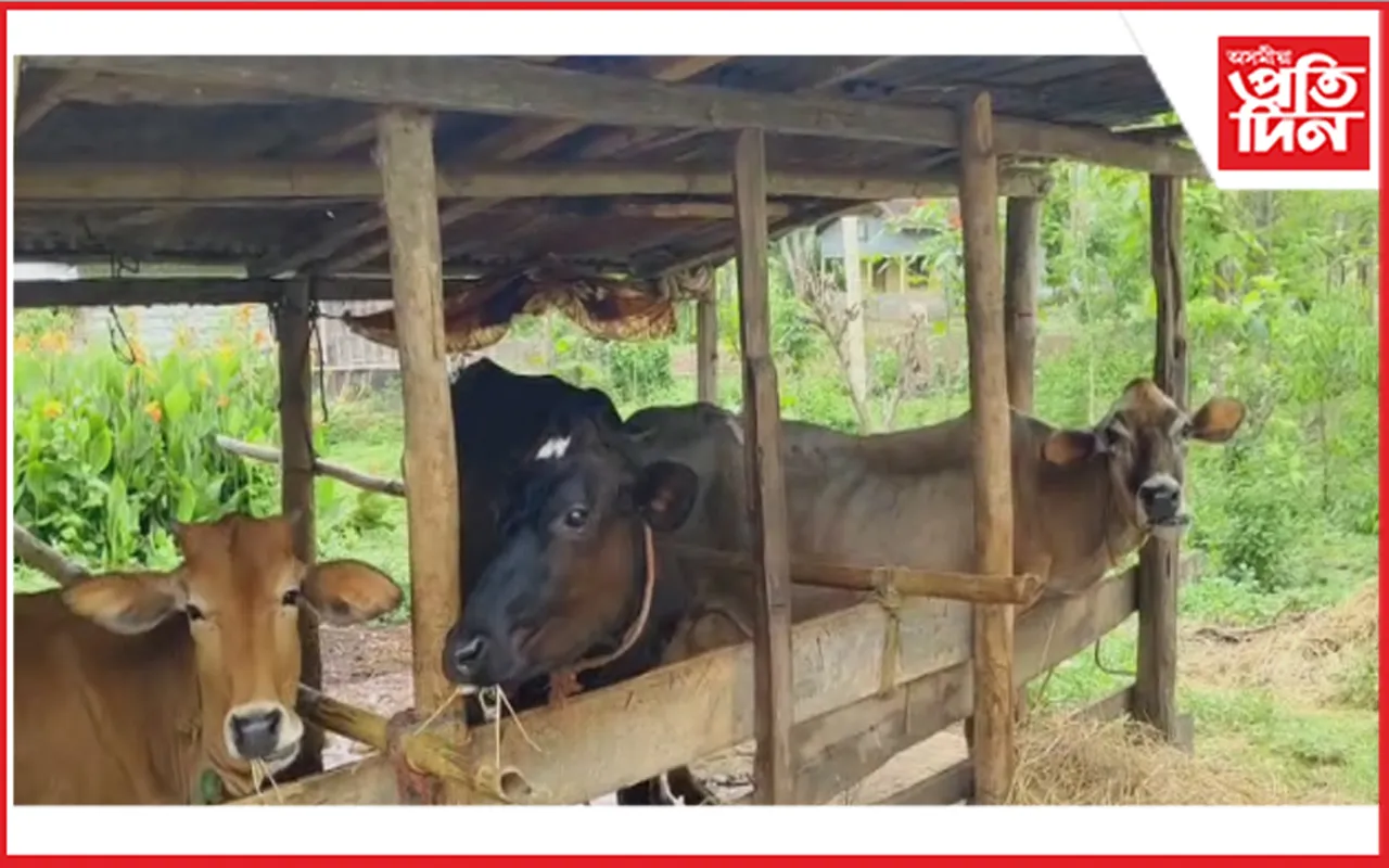 ৰাজ্যত অব্যাহত আছে চোৰাং গৰুৰ চিণ্ডিকেট 
