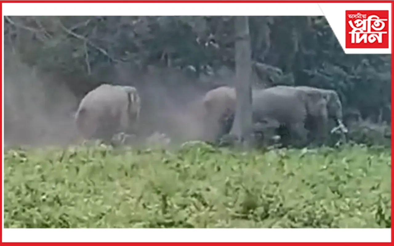 বন্যহস্তীৰ আক্ৰমণত নিহত কৃষক
