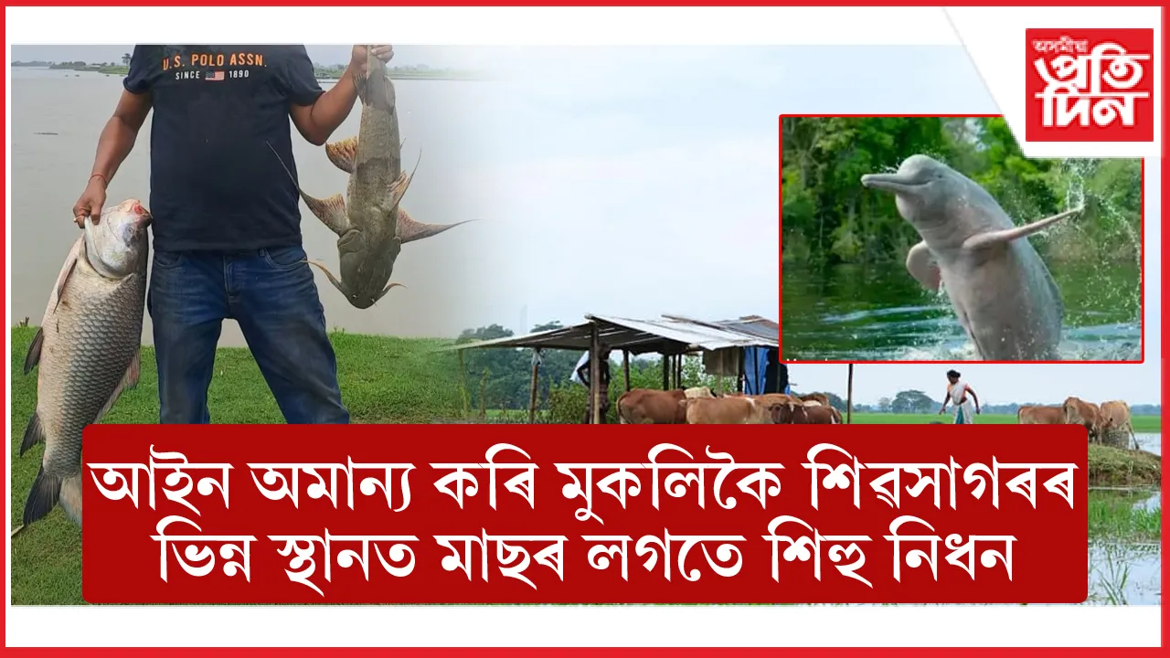 শিৱসাগৰত পানীদিহিং পক্ষী অভয়াৰণ্যত কণীযুক্ত মাছ আৰু  দিচাংমুখত শিহু নিধন...