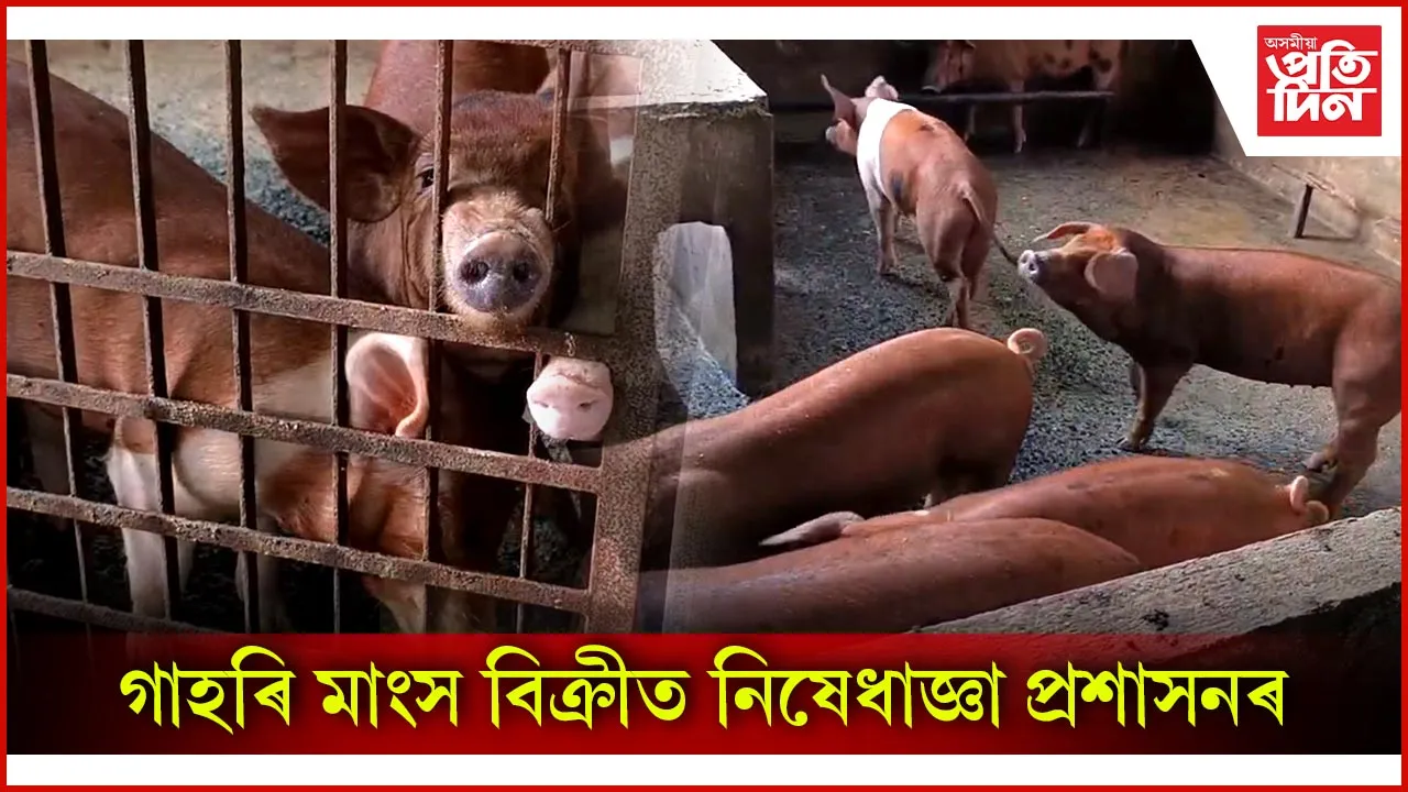বৰপেটাত আফ্রিকান ছোৱাইন ফিভাৰৰ প্ৰাদুৰ্ভাৱ