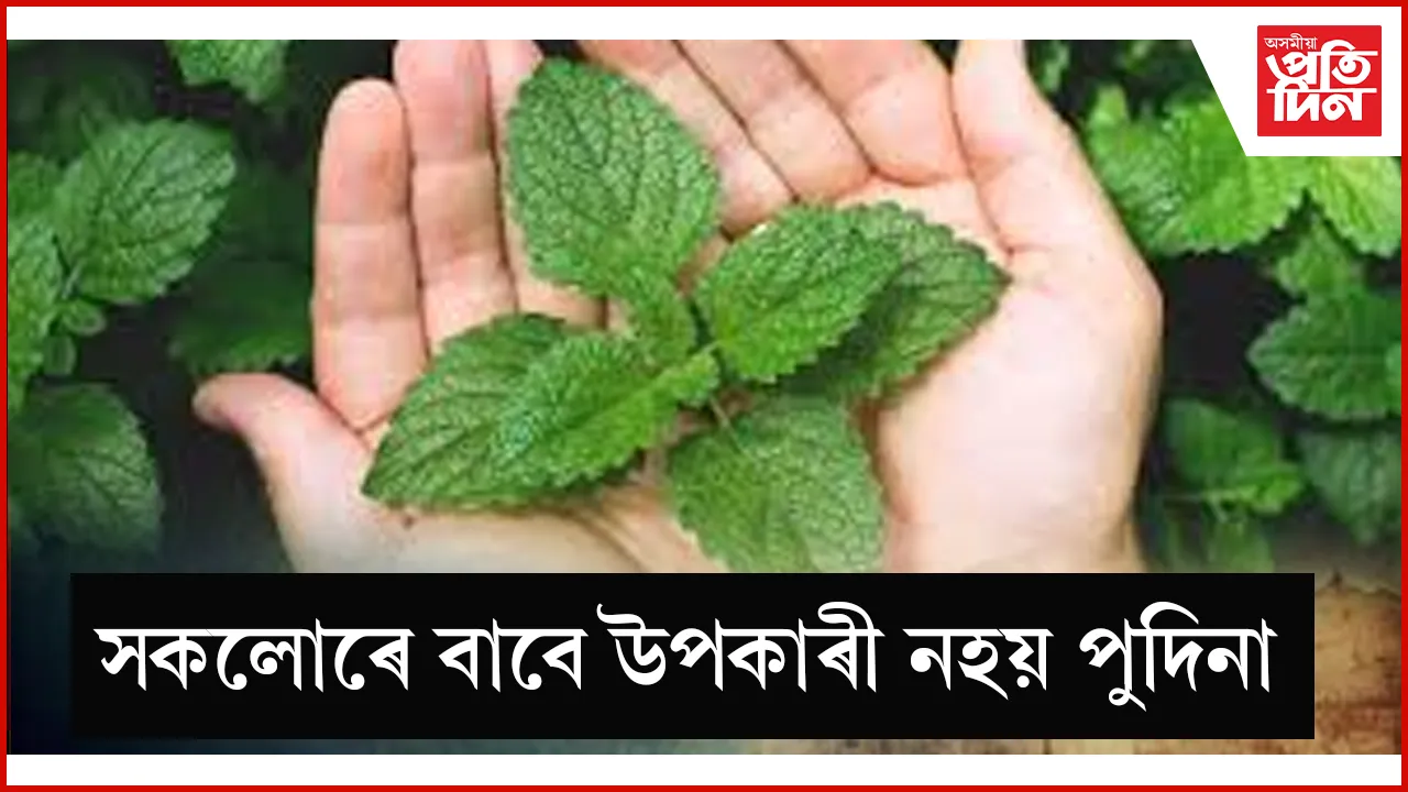 seo  পুদিনা