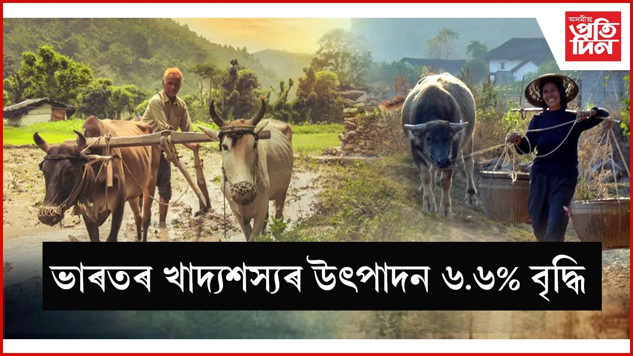 ভাৰতৰ খাদ্যশস্যৰ উৎপাদন ৬.৬% বৃদ্ধি