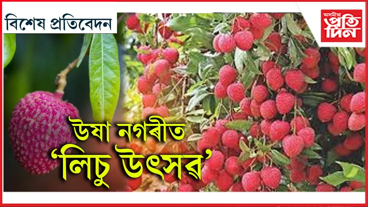 উষা নগৰীত 'লিচু উৎসৱ'