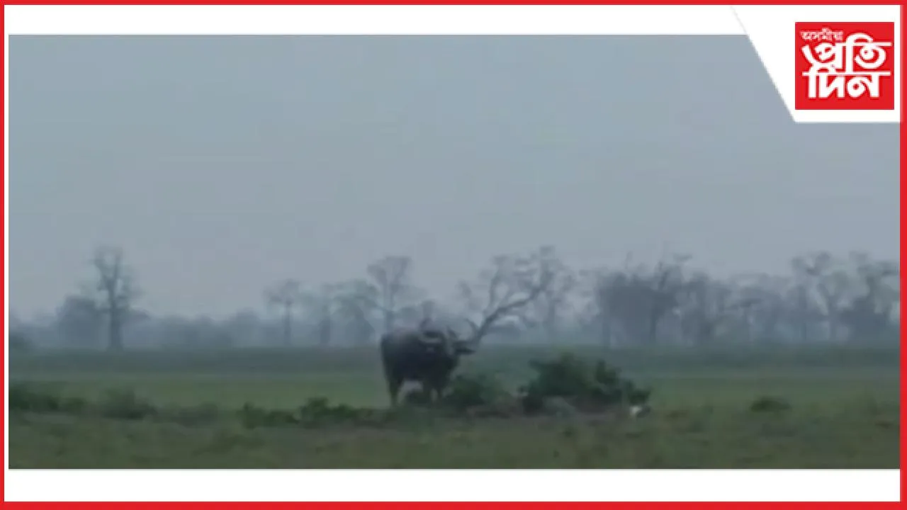 তেজপুৰৰ পিছত জামুগুৰিহাটৰ জনাঞ্চলত বনৰীয়া ম'হৰ মুক্ত বিচৰণ...