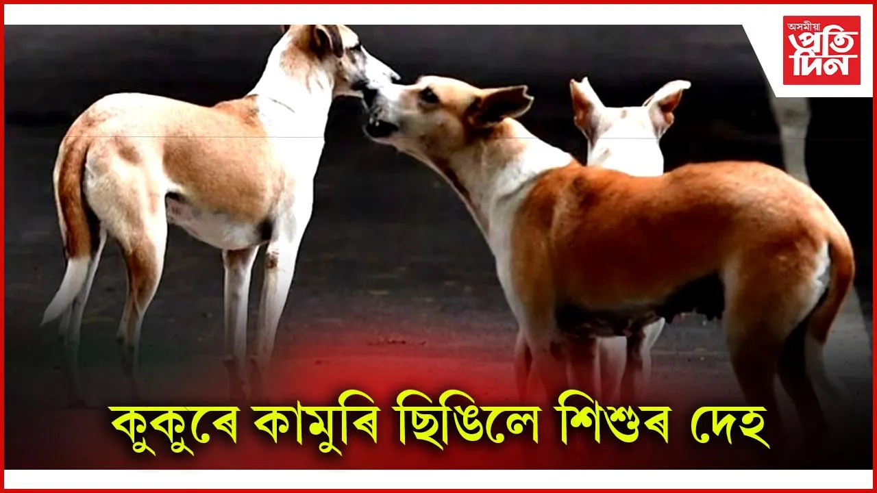 কুকুৰ