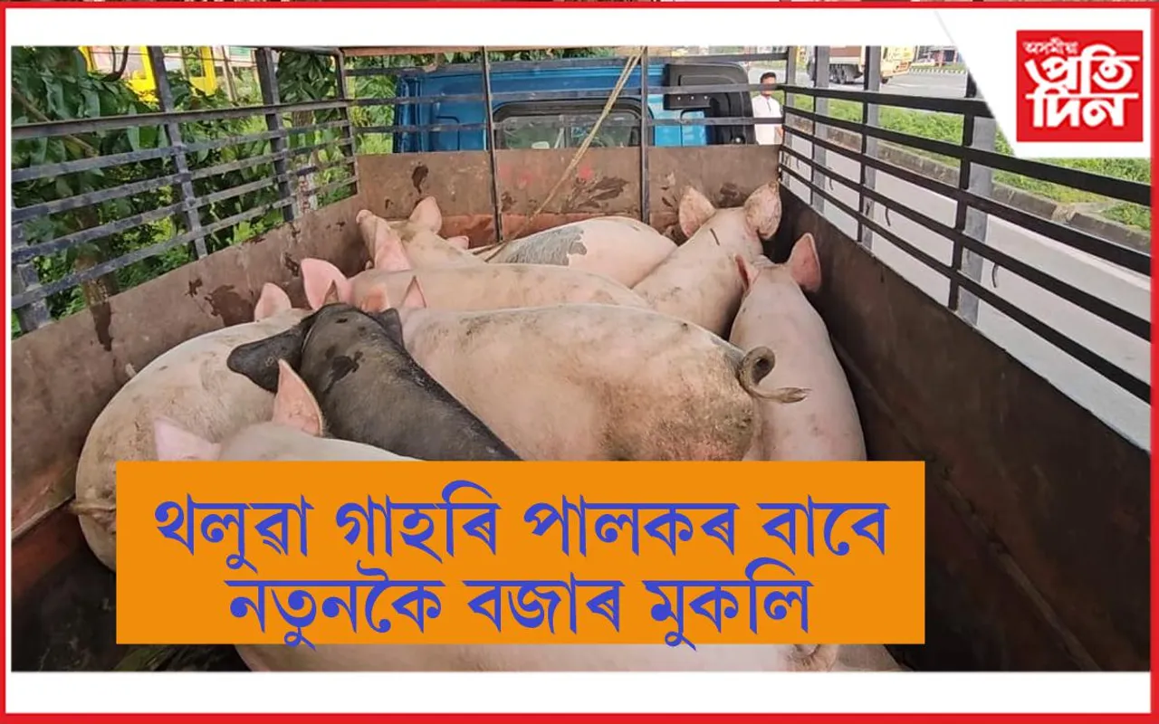 ৫০ মেট্ৰিক টন গাহৰি ক্ৰয় কৰিলে গুৱাহাটীৰ ব্যৱসায়ীয়ে