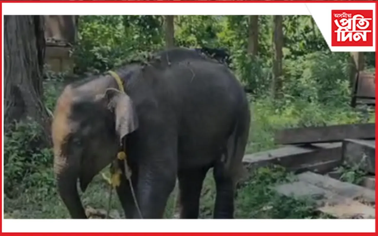 বনৰীয়া হাতী পোৱালি উদ্ধাৰ