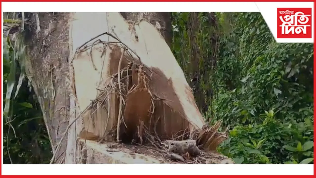 ডিব্ৰুগড়ৰ টিনঠেঙীয়া বনাঞ্চলত বনধ্বংস যজ্ঞ