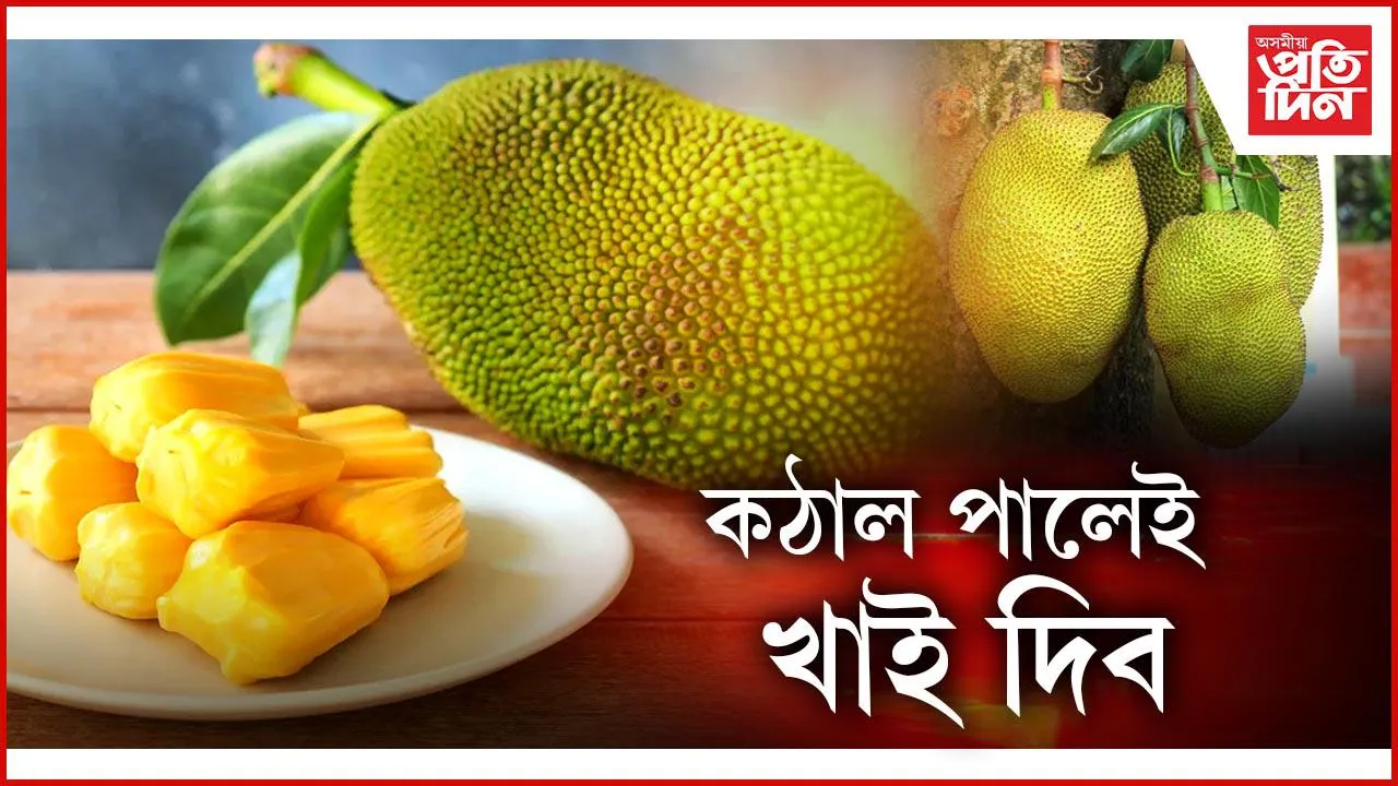 কঠাল