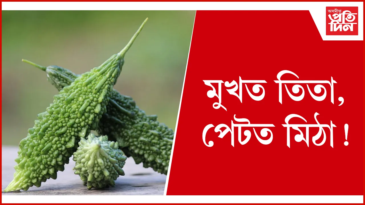 তিতা seo