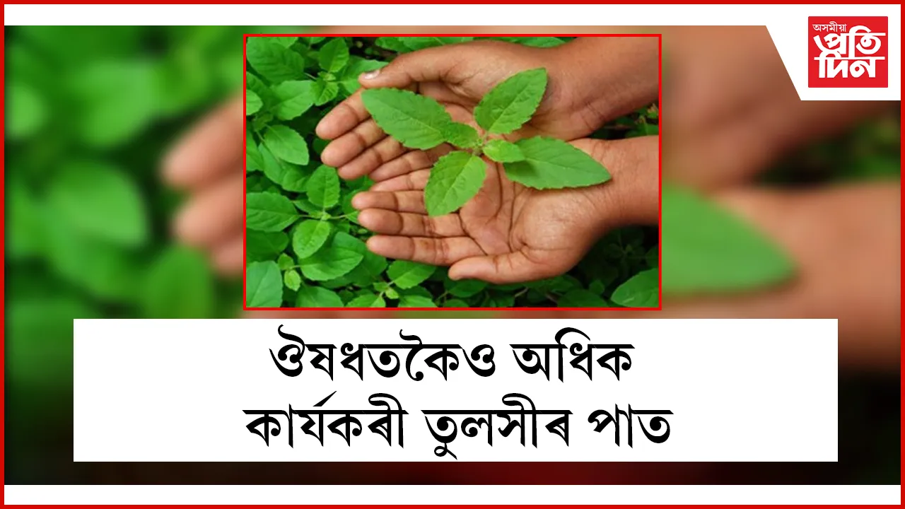 তুলসীৰ পাত seo