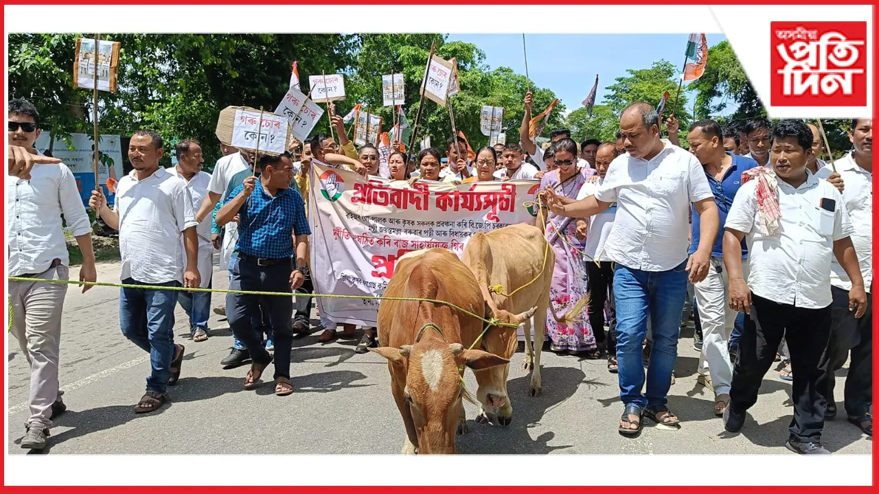 ধেমাজিত সন্মুখত গৰু লৈ কংগ্ৰেছৰ বিজেপি চৰকাৰ, মন্ত্ৰীৰ বিৰুদ্ধে প্ৰতিবাদ