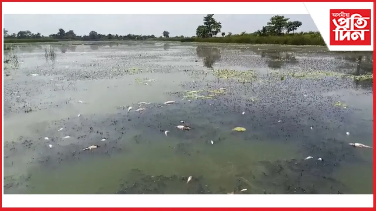 হাজোৰ সাতদলা গৰ্জন বিলত পুখুৰীত বিহ ঢালি নিধন‌ প্ৰায় ২০ লাখ টকাৰ মাছ