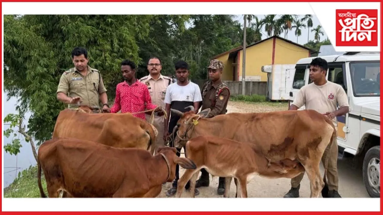 গৌৰীপুৰত আৰক্ষীৰ অভিযানঃ চাৰিটা চোৰাং গৰু জব্দ, দুজনক আটক