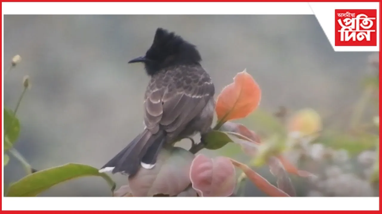 bird
