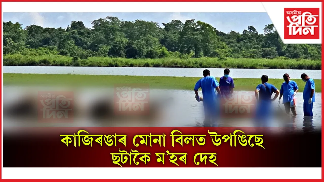 কি হৈছিল কাজিৰঙাত?  মোনা বিলত কেনেকৈ উপঙি উঠিল ছটাকৈ বনৰীয়া ম’হ...