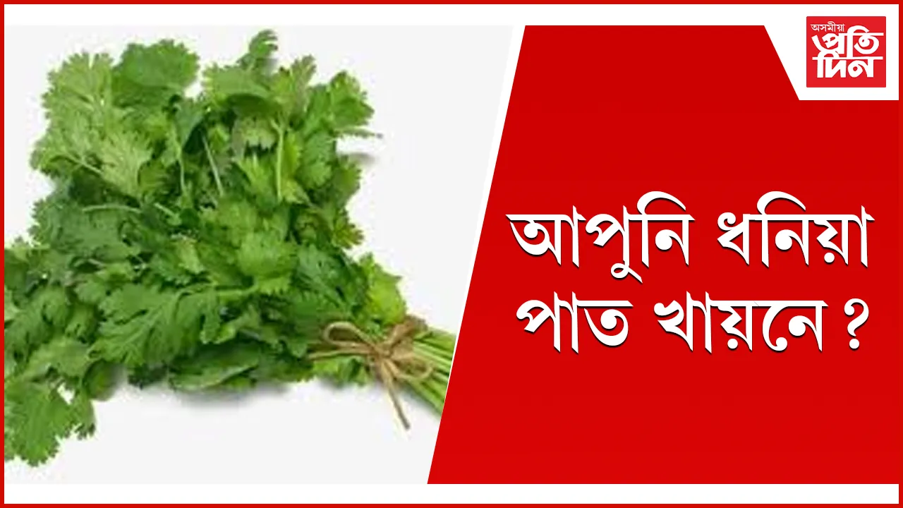 ধনিয়া  web seo