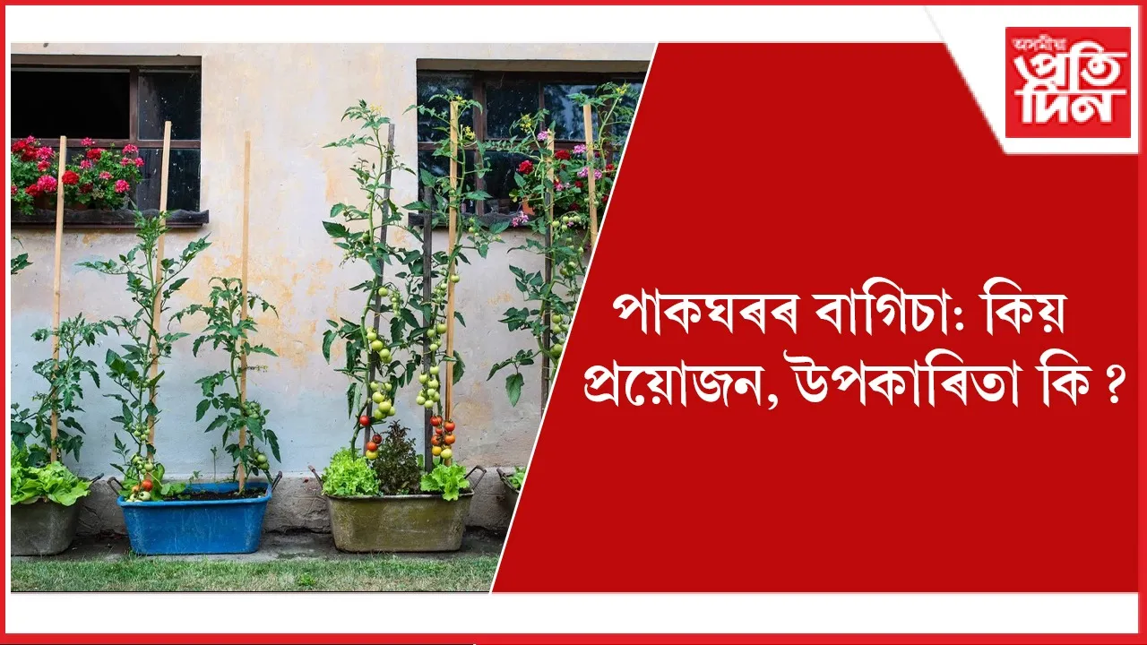 পাকঘৰৰ বাগিচা seo (1)