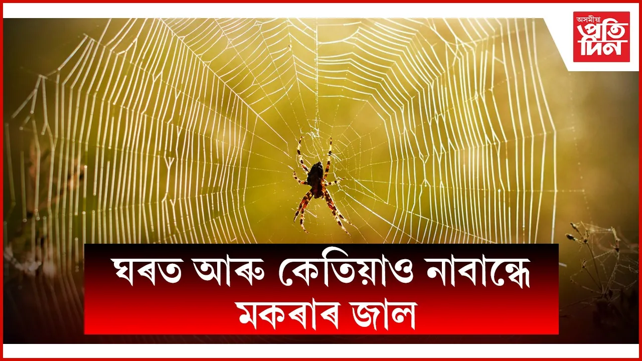 web ap spider