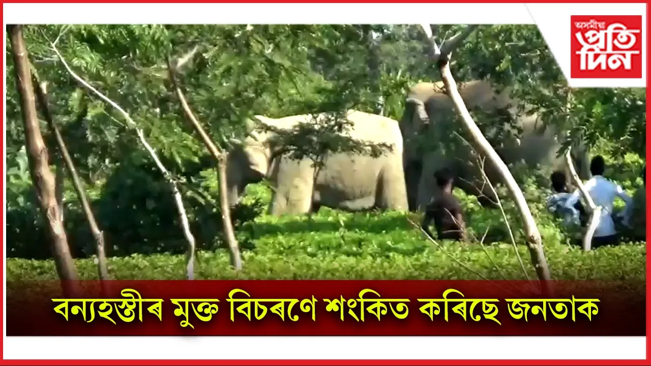 শোণিতপুৰৰ ৰঙাপৰাত বন্যহস্তীৰ মুক্ত বিচৰণঃ শংকতি জনতা...