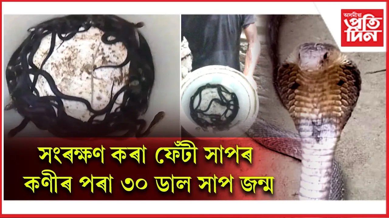 টাঙোনমৰাত ফেঁটী সাপ উদ্ধাৰঃ সংৰক্ষণ কৰা কণীৰ পৰা ৩০ ডাল সাপ জন্ম