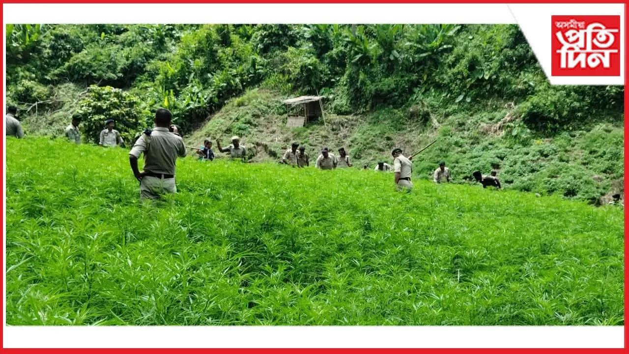 কেইবাশ একৰ ভূমিৰ গাঞ্জাৰ খেতি ধ্বংস কৰিলে আৰক্ষী, বি এছ এফে