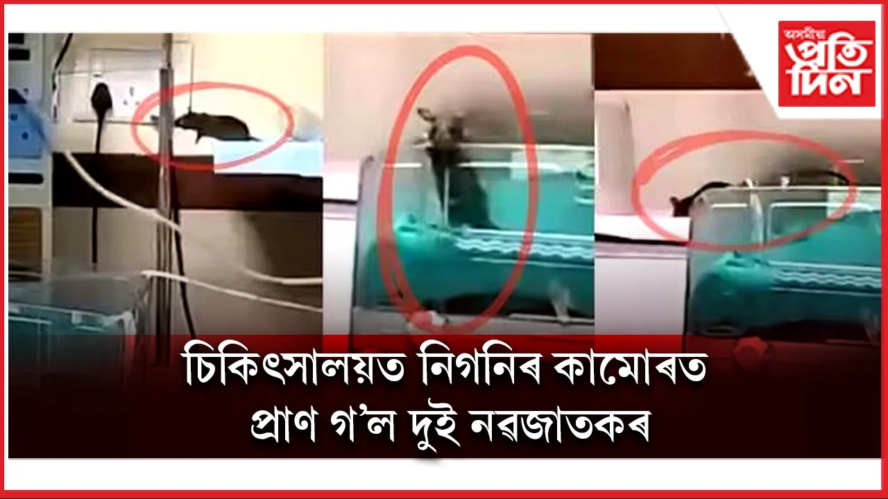 নিগনি web