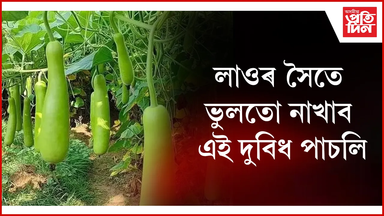 লাও seo