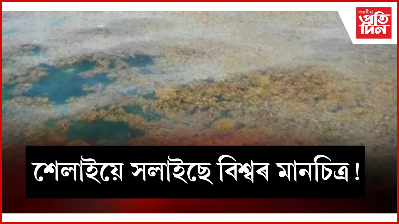 seo  শেলাই