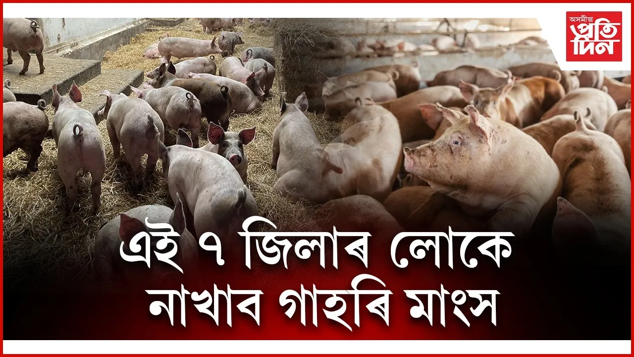 WhatsApp Image 2025-11-17 at 1.43.49 PM