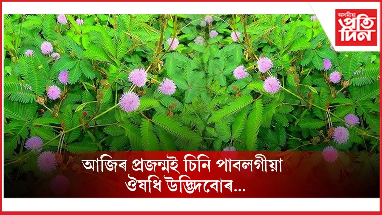 ঔষধি উদ্ভিদবোৰ