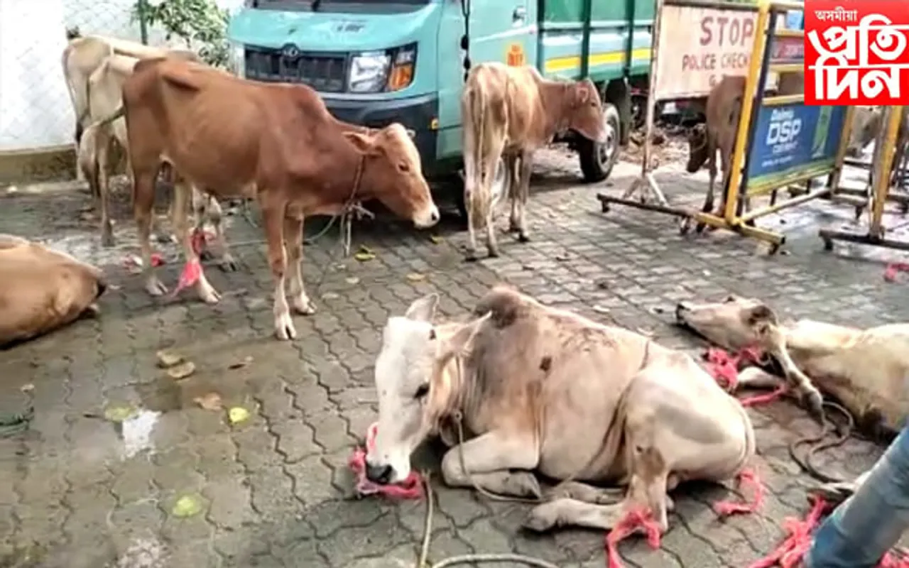  বোকাখাতত গৰু ভৰ্তি ট্ৰাক সহ গ্ৰেপ্তাৰ ২ জন
