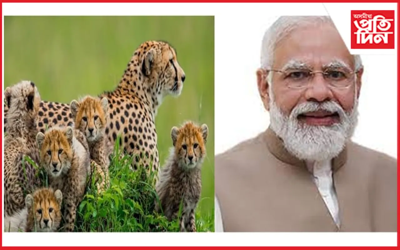 প্ৰধানমন্ত্ৰী মোডীৰ জন্মদিনত ভাৰতলৈ অনা হ'ব ৮টা চিতা...
