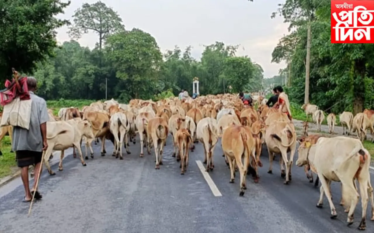 পশুধন চুৰি কাণ্ডৰ বিৰুদ্ধে ব্যৰ্থ ঘিলামৰা আৰক্ষী...
