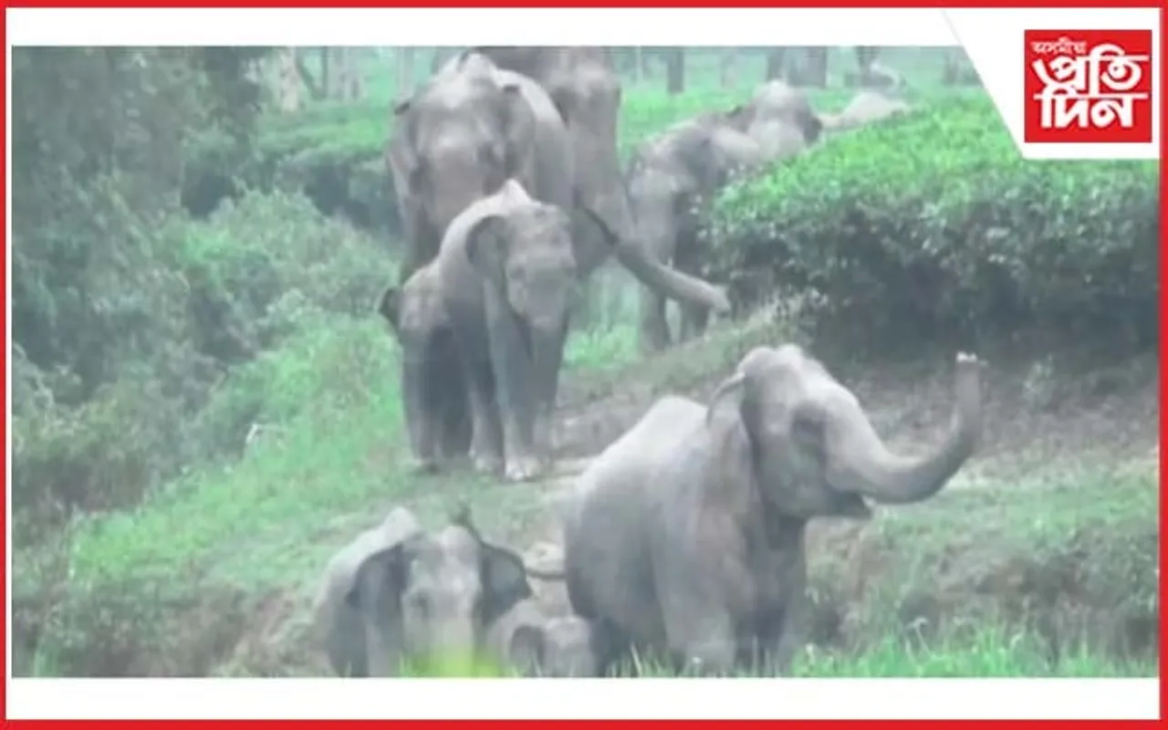 বোকাজানত হাতীৰ আক্ৰমণত নিহত শিশুসহ ৪ জন...
