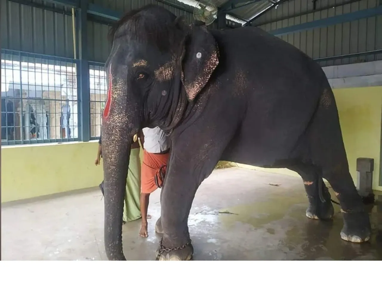 অসমৰ জয়মালাক লৈ ছ’চিয়েল মিডিয়াত কেম্পেইনিং বলীউড তাৰকাৰ…
