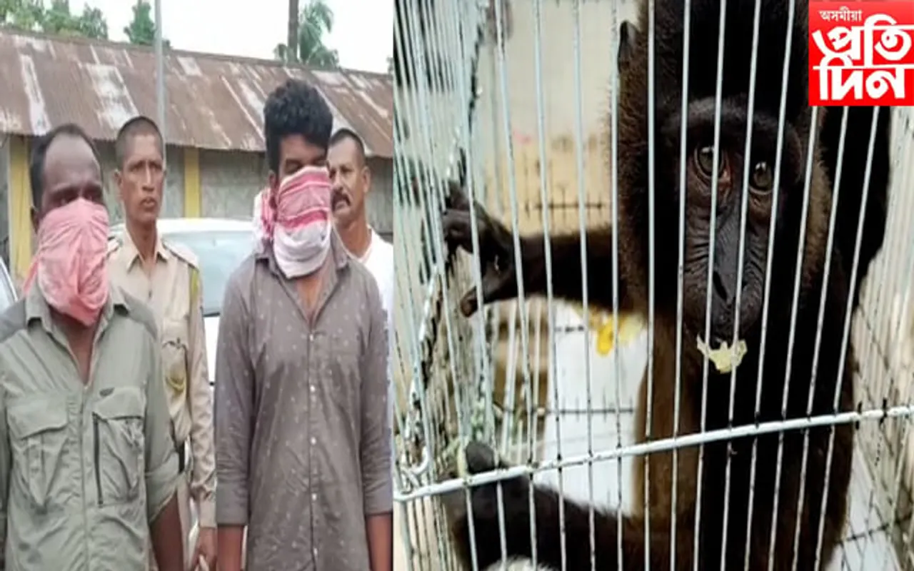 ৰঙিয়াত উদ্ধাৰ বিৰল প্ৰজাতিৰ ৪১ টাকৈ বন্যপ্ৰাণী, আটক ২