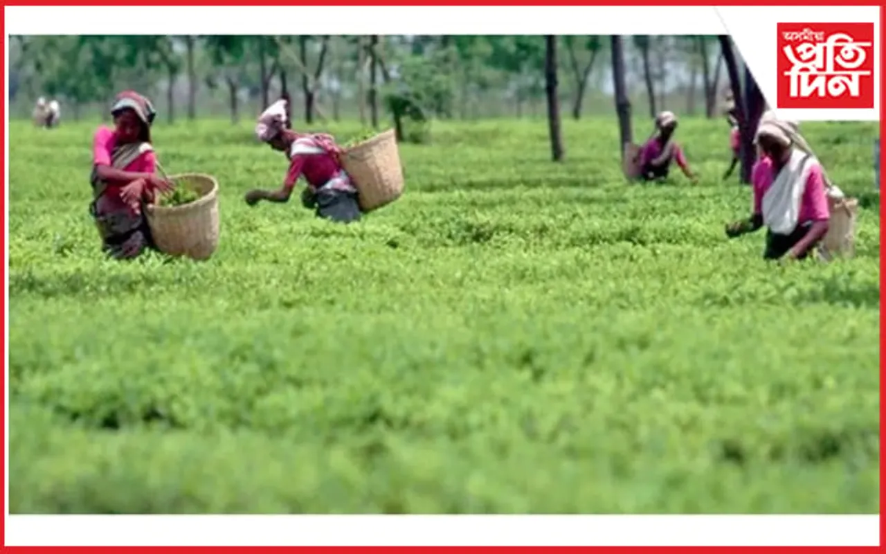 ডিফলু বাগিচাৰ ৬ গৰাকী মহিলা শ্ৰমিকক উটুৱাই নিলে নৈৰ সোঁতেঃ এতিয়াও সন্ধান নাই এগৰাকী শ্ৰমিকৰ.. 