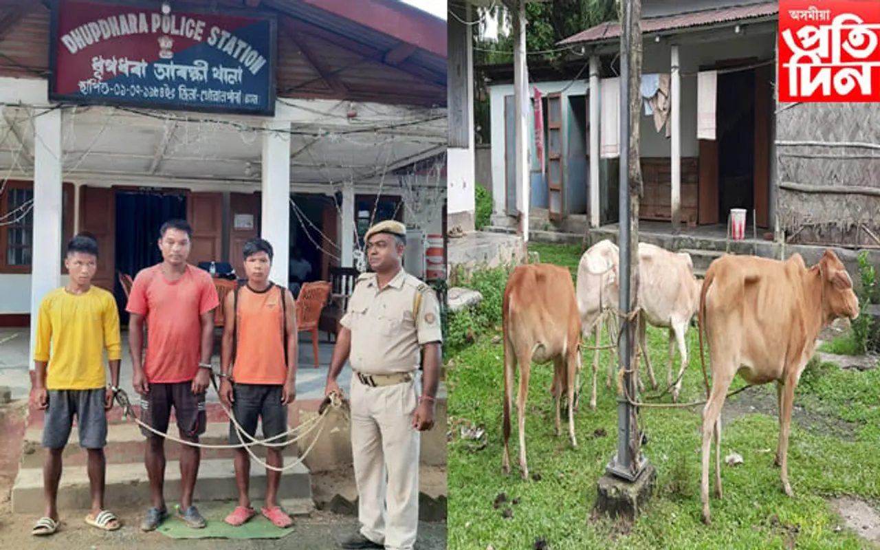 ধূপধৰা আৰক্ষীৰ অভিযানত জব্দ ৯টা চোৰাং গৰু...
