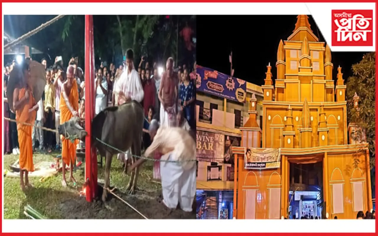 পবিত্ৰ মহাষ্টমীত ঢকুৱাখনাৰ গোসাঁনী থানত ম'হ-ছাগলীৰ বলিৰে দেৱী বন্দনা...