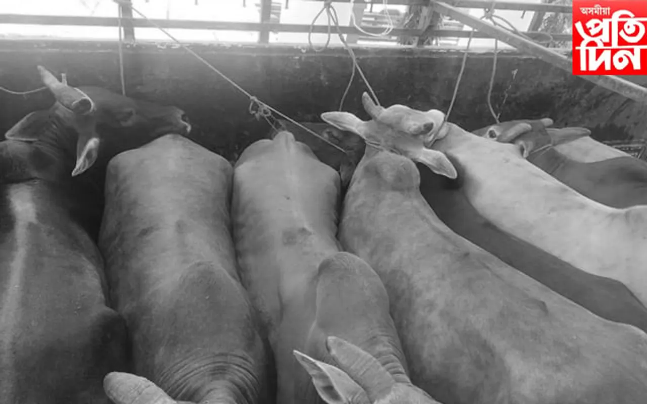 কাছাৰত ৮ টা ম্যানমাৰৰ চোৰাং গো-ধন জব্দ