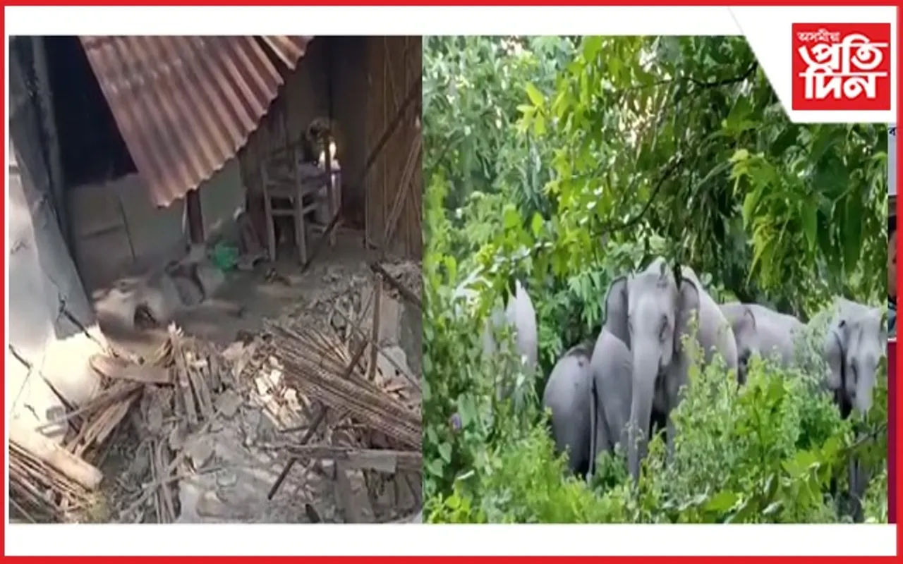 বাক্সাত বন্যহস্তীৰ উপদ্ৰৱ, ঘৰ-দুৱাৰ ভাঙি লণ্ড-ভণ্ড কৰে হাতীৰ জাকটোৱে...