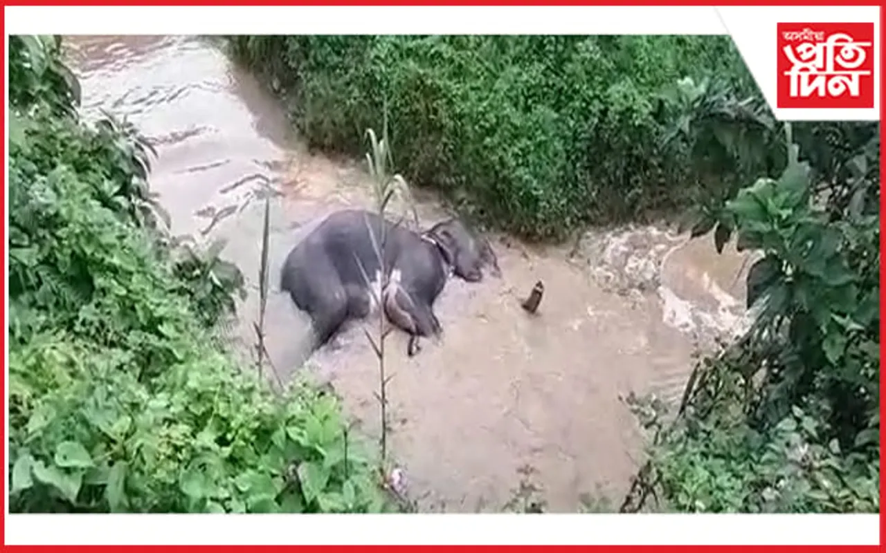 ধিক বন বিভাগ! ৪০ ঘন্টা নদীত পৰি থকা আহত হাতীটোৰ মৃত্যু...