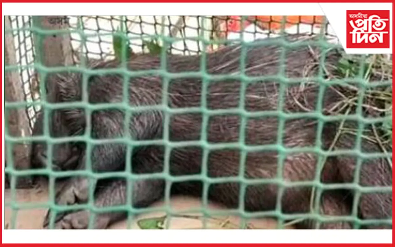 মহানগৰীত উদ্ধাৰ কেঁটেলা পহুঃ বন বিভাগৰ জিম্মাত মৃত্য...