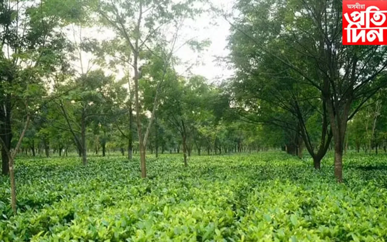 মৰিয়নিৰ নিউ সোণোৱাল চাহ বাগিচাৰ কলঘৰৰ মেচিনত সোমাল শ্ৰমিক