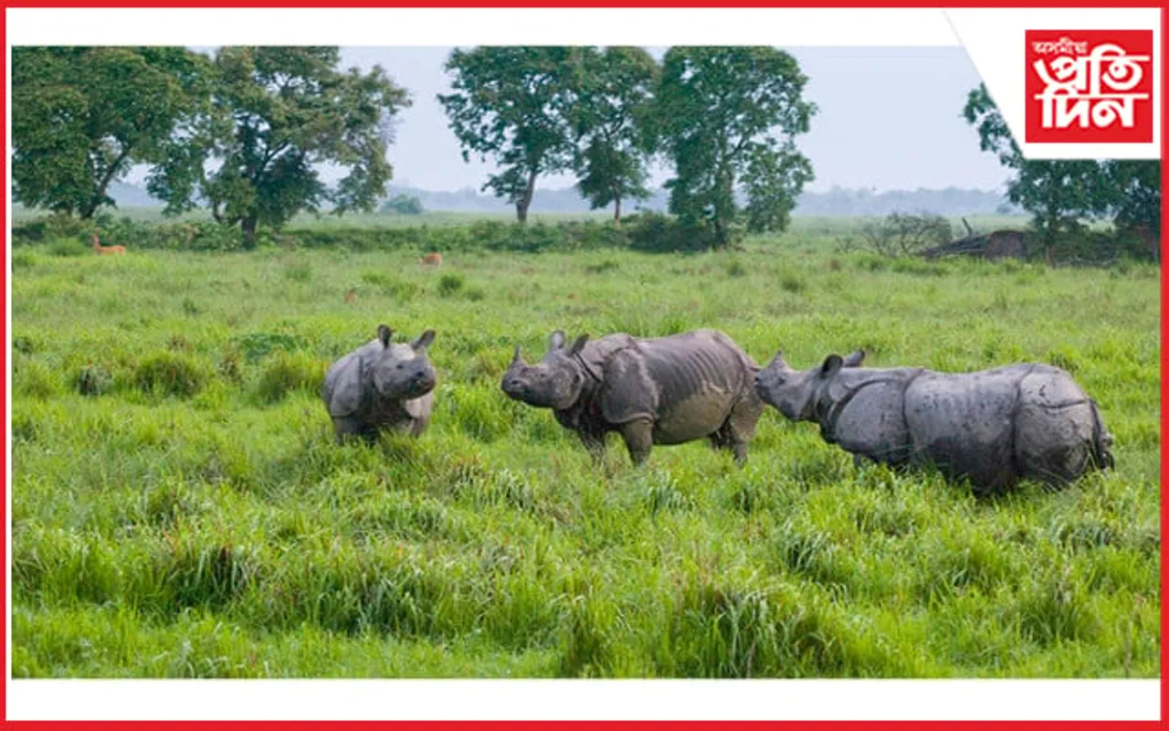 সত্ৰনগৰী মাজুলীত ৫টাকৈ গঁড়ৰ মুক্ত বিচৰণ, আতংকিত ৰাইজ...