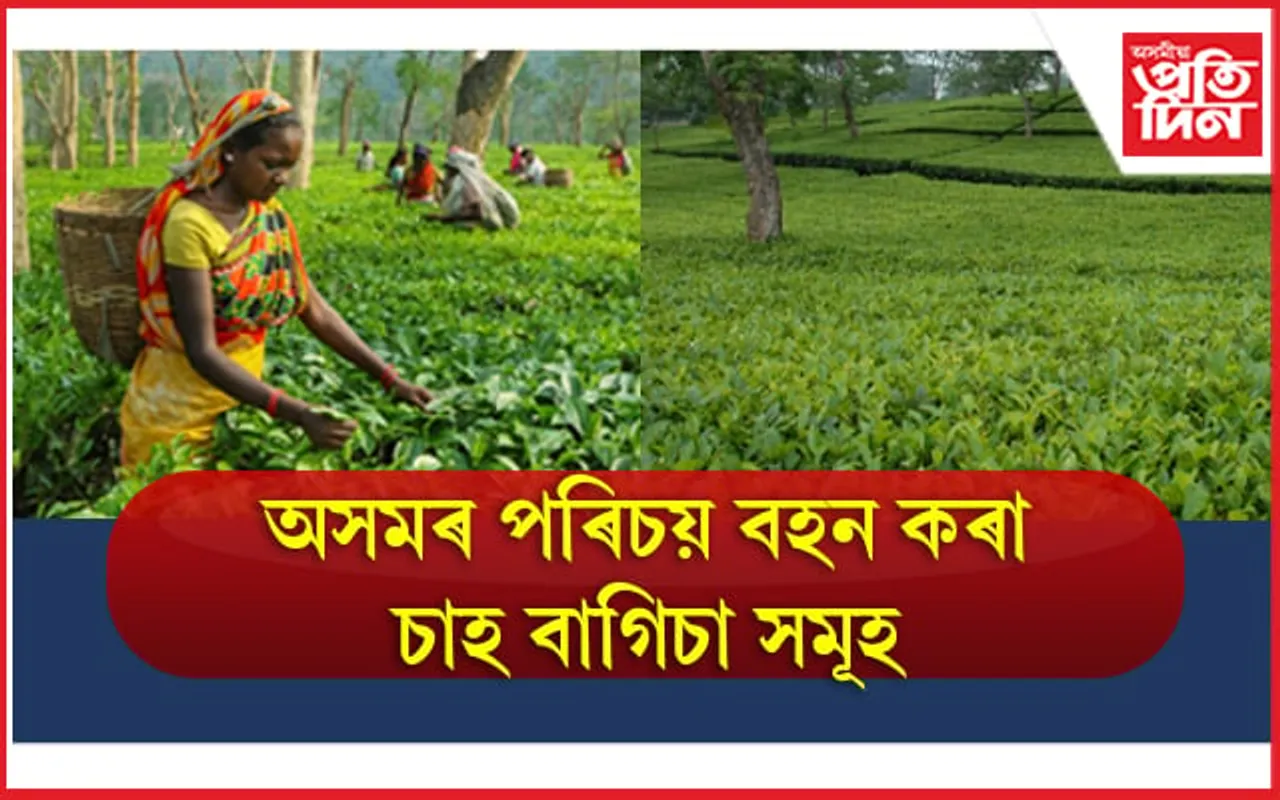 10 Best Tea Estates In Assam: অসমৰ পৰিচয় বহন কৰা চাহ বাগিচাসমূহ